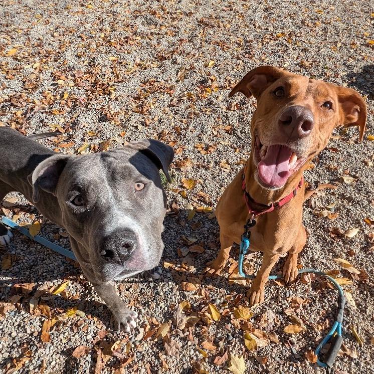 Enlarge Cinnamon Sugar, a Adoptable Mixed Breed in West Olive, MI image 5/6