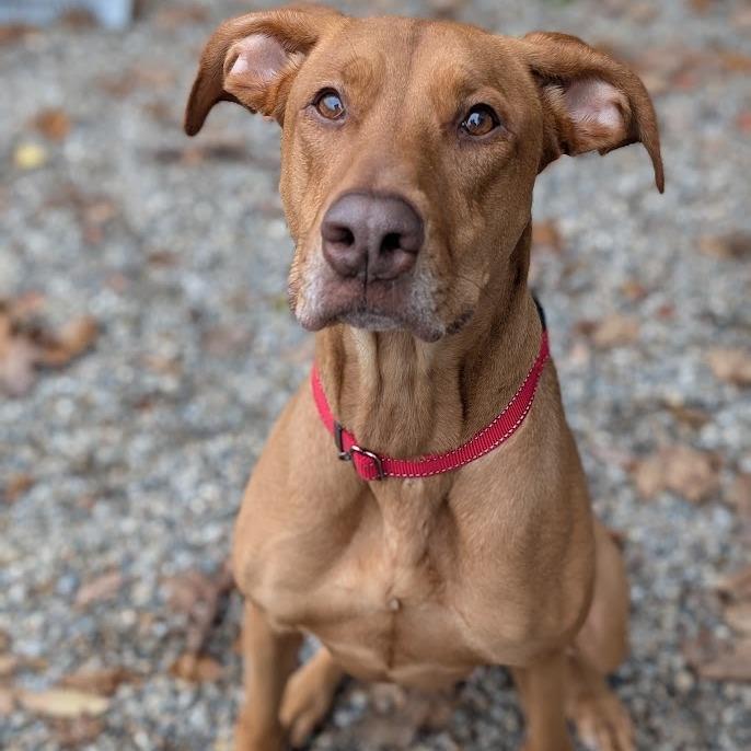Enlarge Cinnamon Sugar, a Adoptable Mixed Breed in West Olive, MI image 6/6