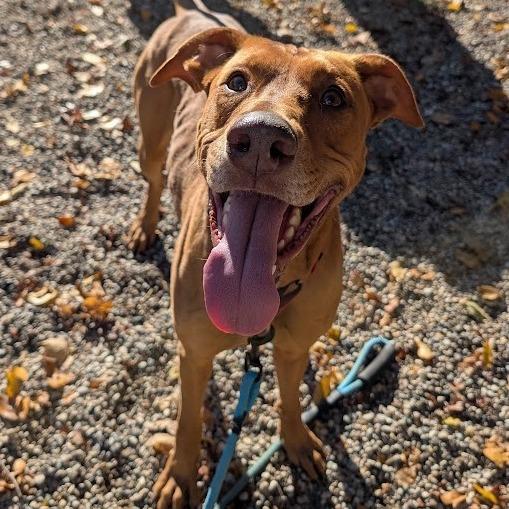 Enlarge Cinnamon Sugar, a Adoptable Mixed Breed in West Olive, MI image 6/6