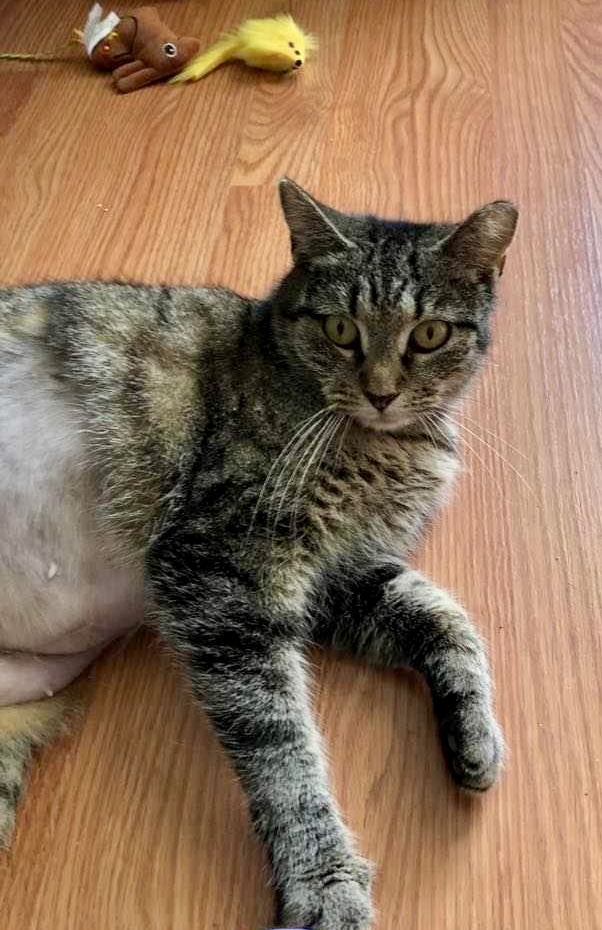 Misty (courtesy listing), Adoptable, Young Female Domestic Short Hair.