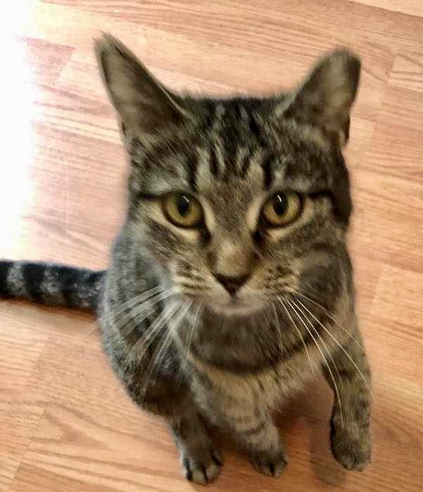 Misty (courtesy listing), a Adoptable Domestic Short Hair in Myrtle Beach, SC image 2/3