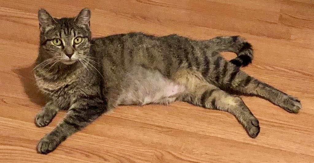 Misty (courtesy listing), a Adoptable Domestic Short Hair in Myrtle Beach, SC image 3/3