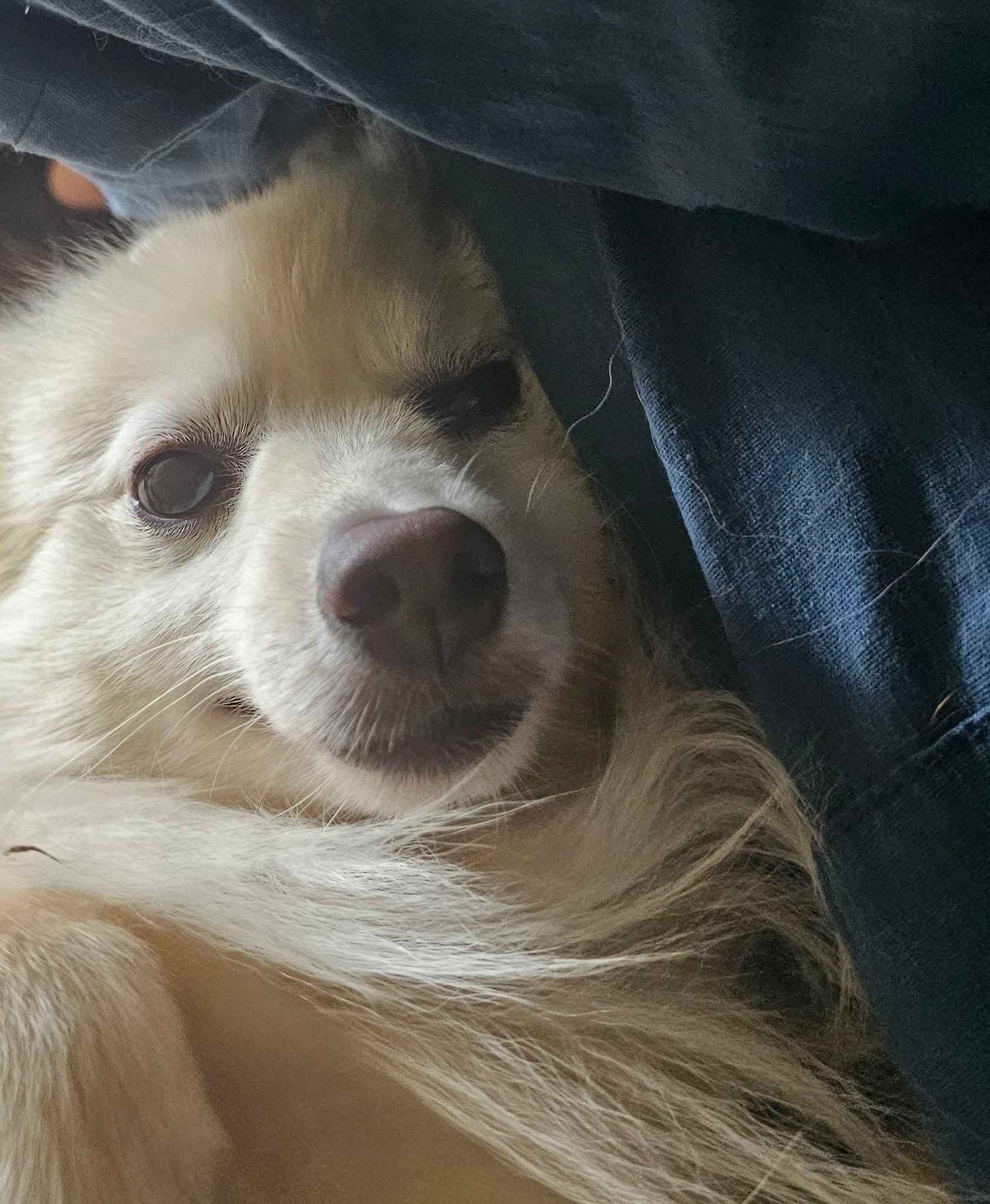 Enlarge REMY, a Adopted mixed breed in Maineville, OH image 4/5