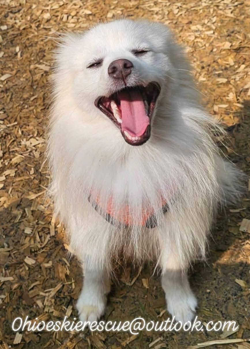 Enlarge REMY, a Adopted mixed breed in Maineville, OH image 3/5