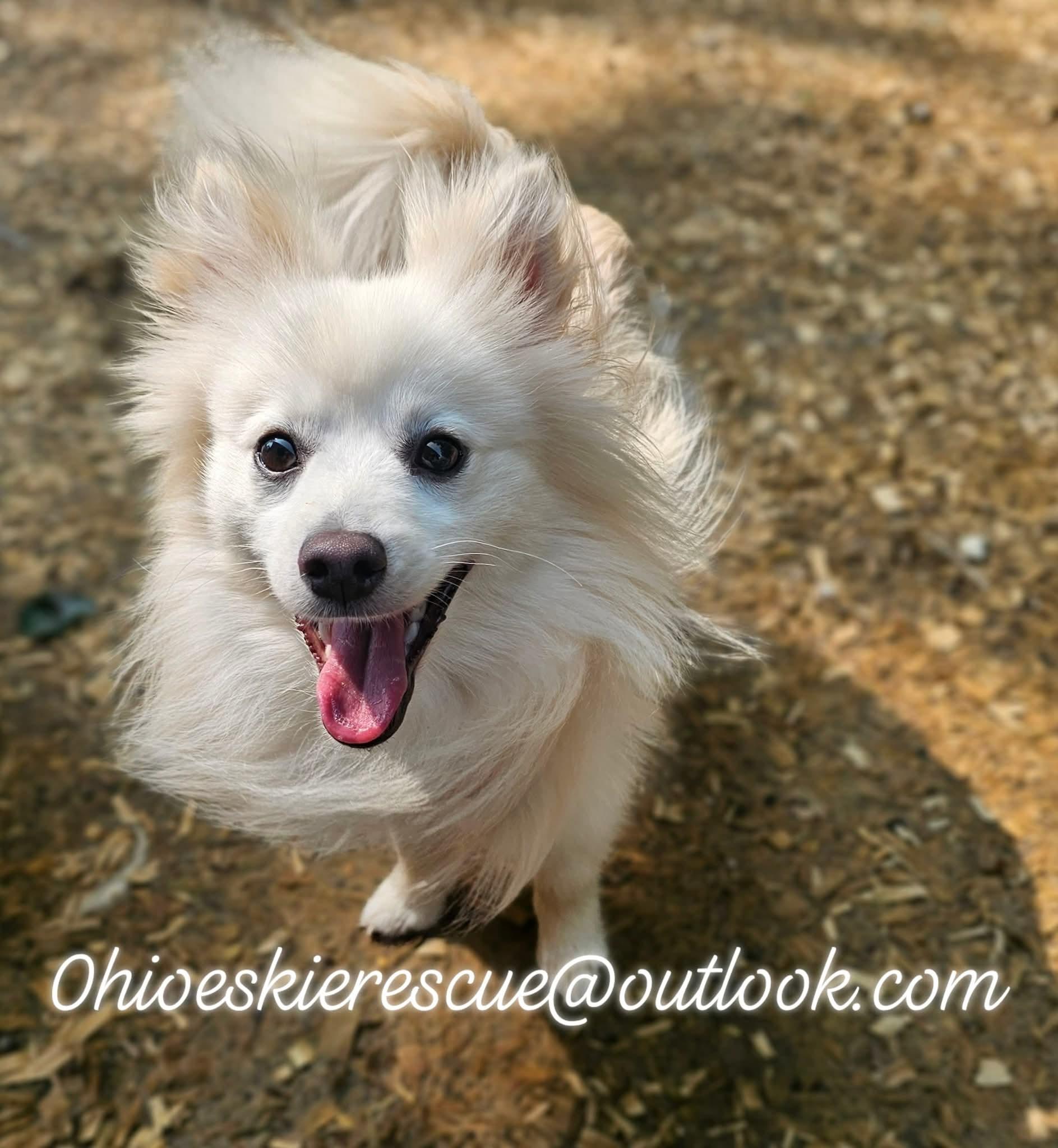 REMY, Adopted, Young Male Pomeranian & American Eskimo Dog.