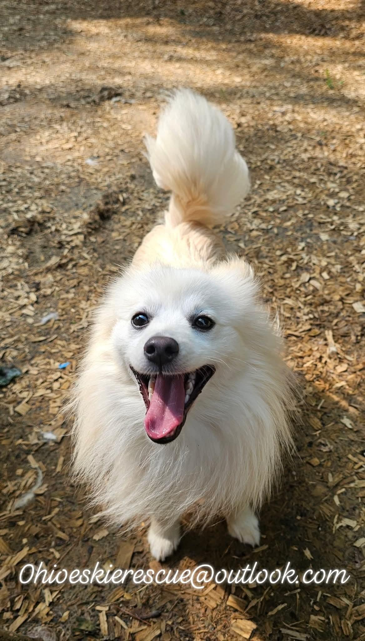 Enlarge REMY, a Adopted mixed breed in Maineville, OH image 2/5