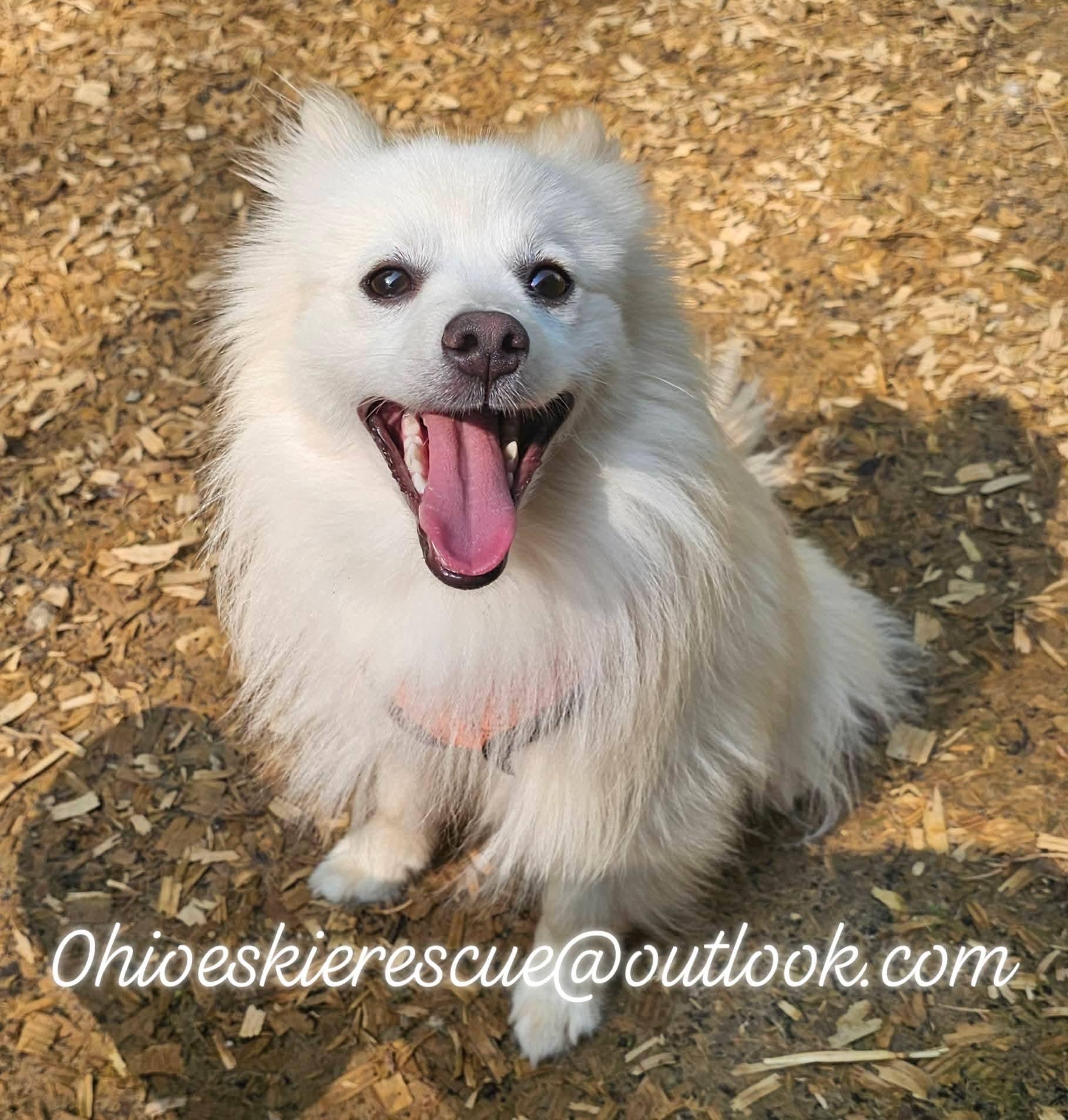 Enlarge REMY, a Adopted mixed breed in Maineville, OH image 5/5