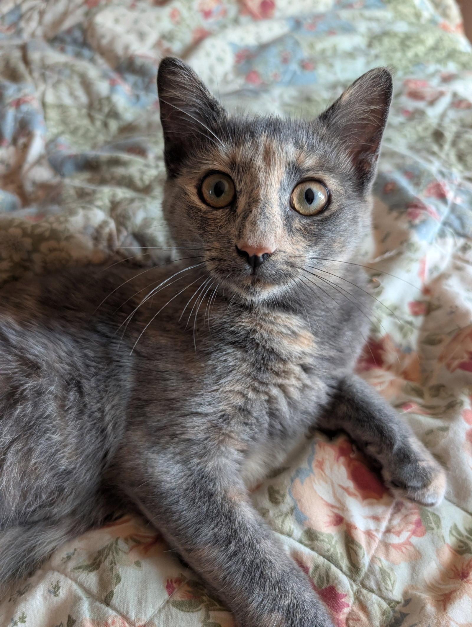 Enlarge Lady Muffin, a Adoptable Domestic Short Hair in Broomall, PA image 1/3
