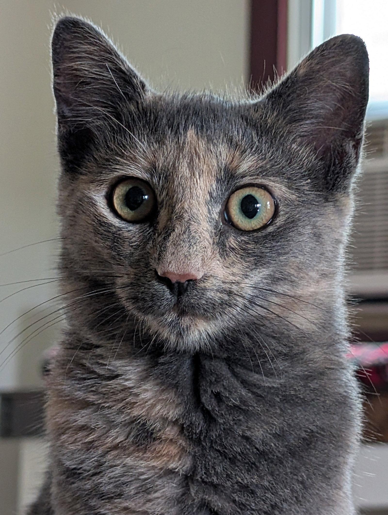 Enlarge Lady Muffin, a Adoptable Domestic Short Hair in Broomall, PA image 2/3