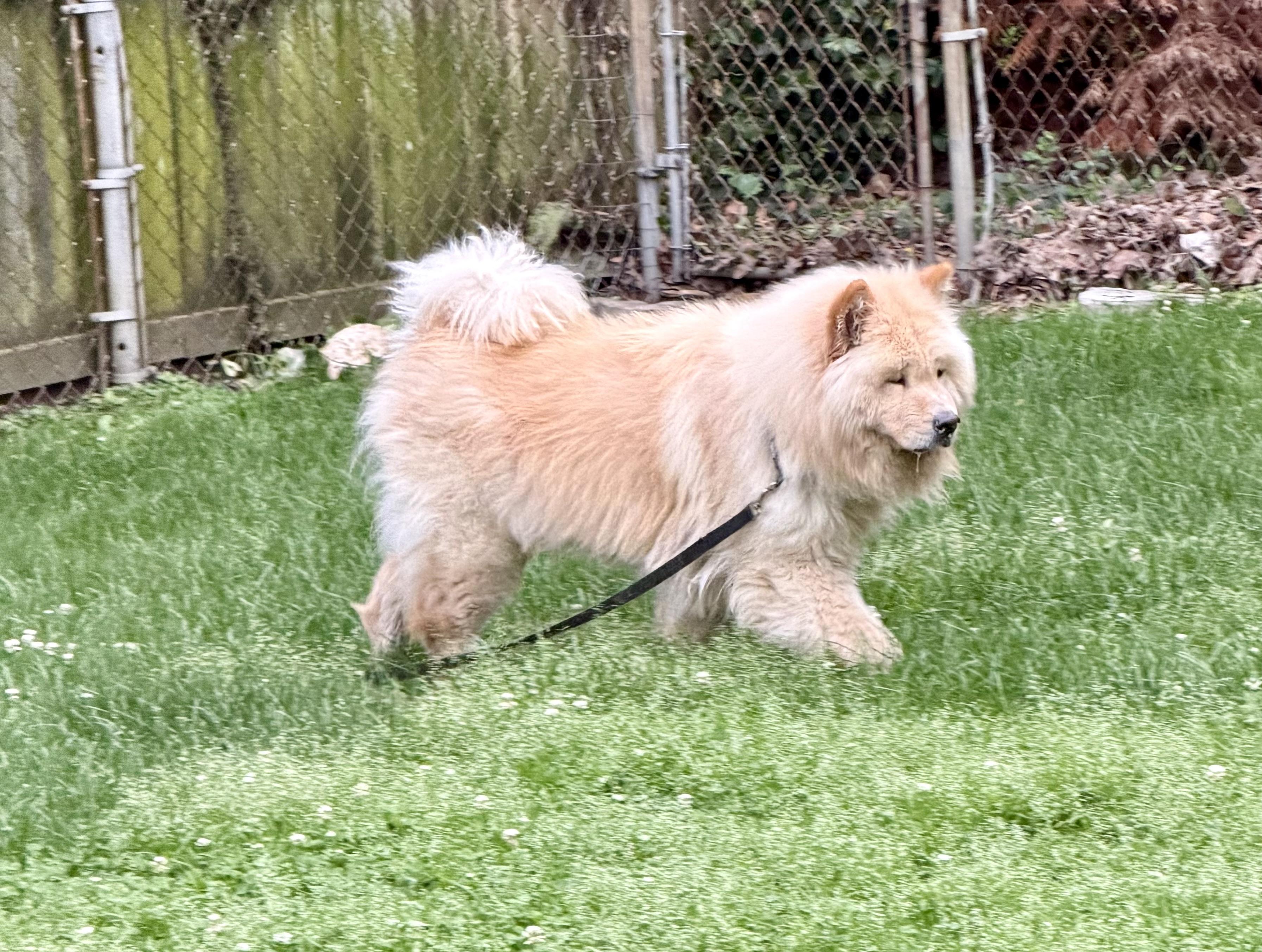 Gage, a ADOPTABLE Chow Chow in Saint Louis, MO image 6/6