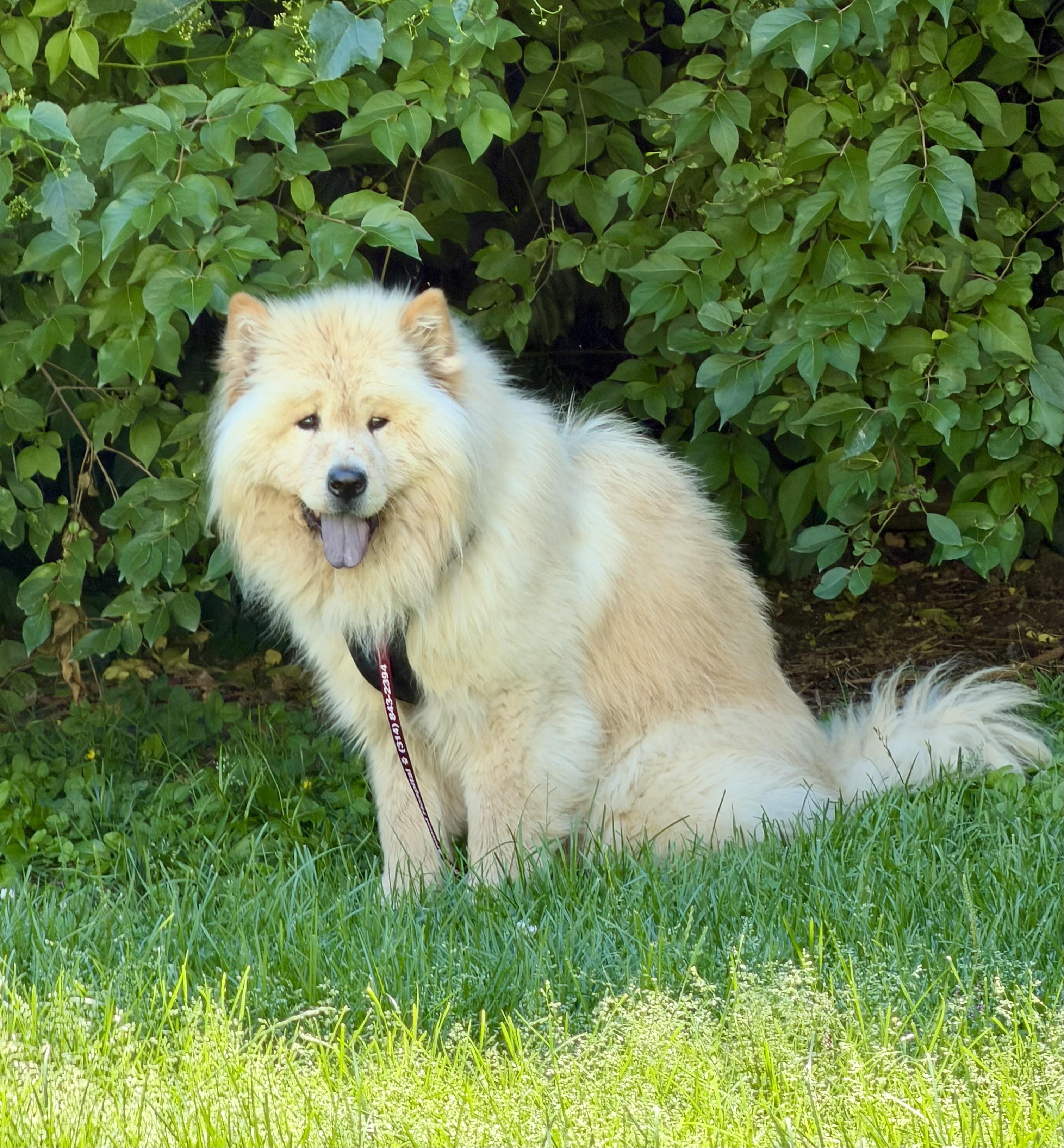 Gage, a ADOPTABLE Chow Chow in Saint Louis, MO image 3/6
