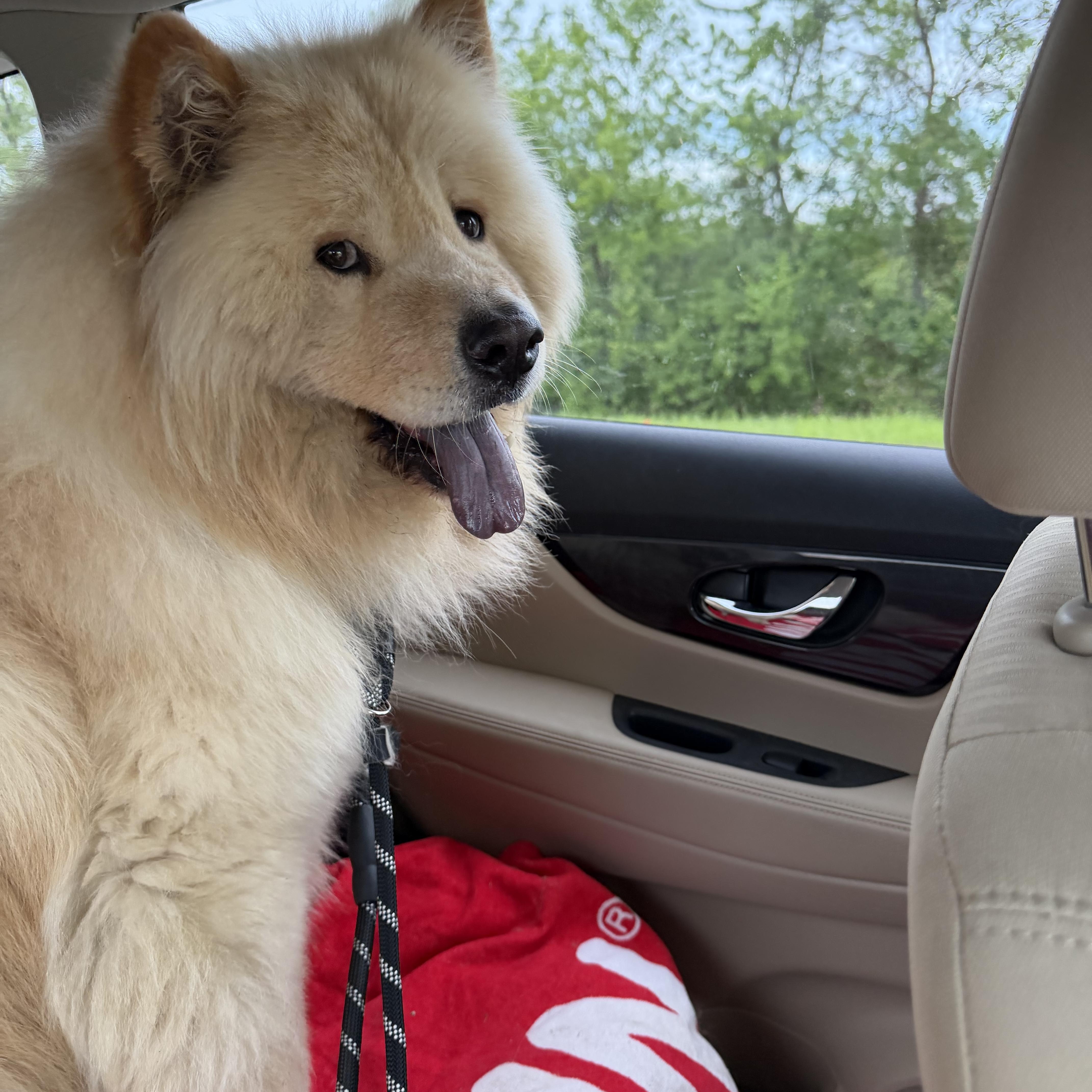 Gage, a ADOPTABLE Chow Chow in Saint Louis, MO image 4/6