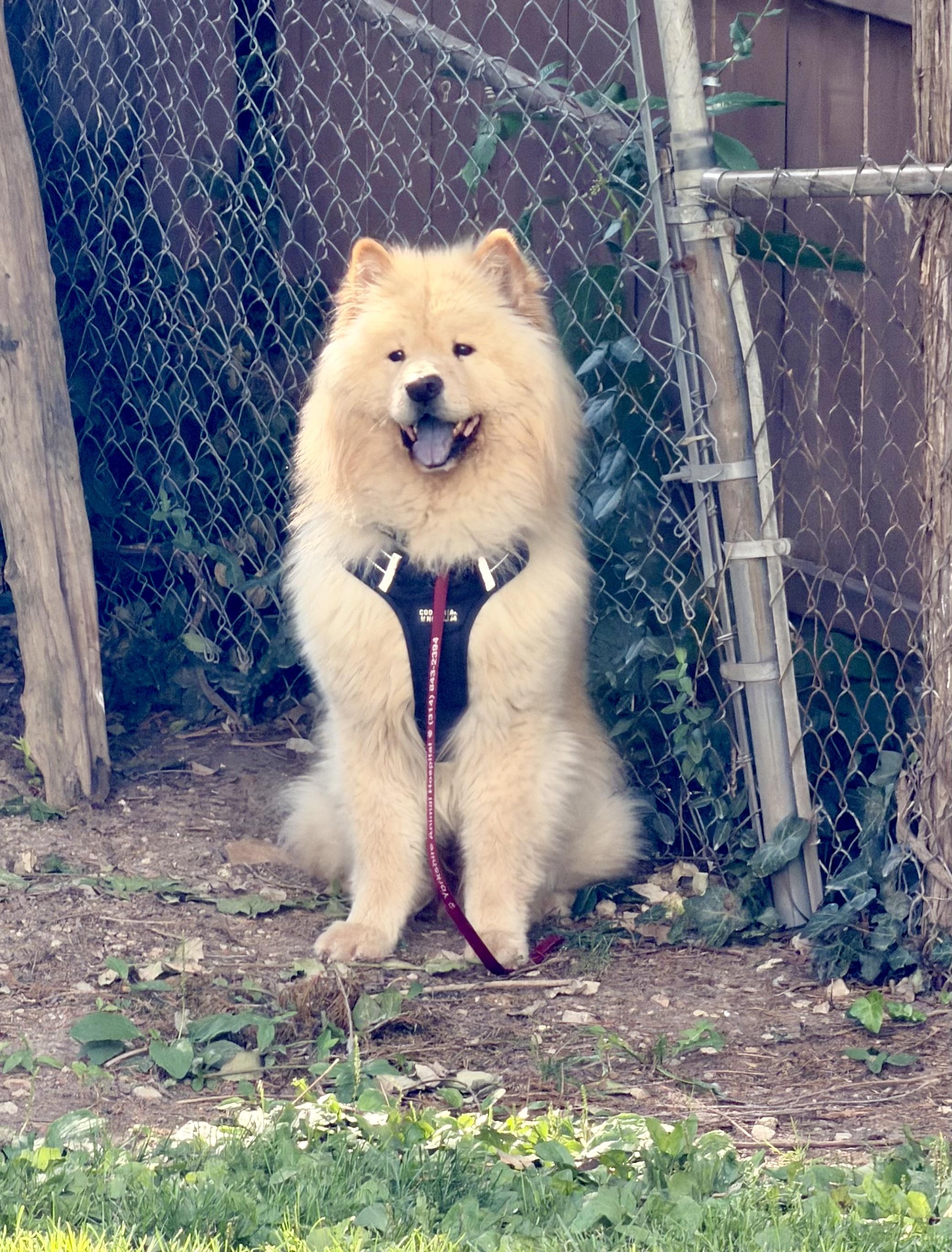 Gage, a ADOPTABLE Chow Chow in Saint Louis, MO image 5/5