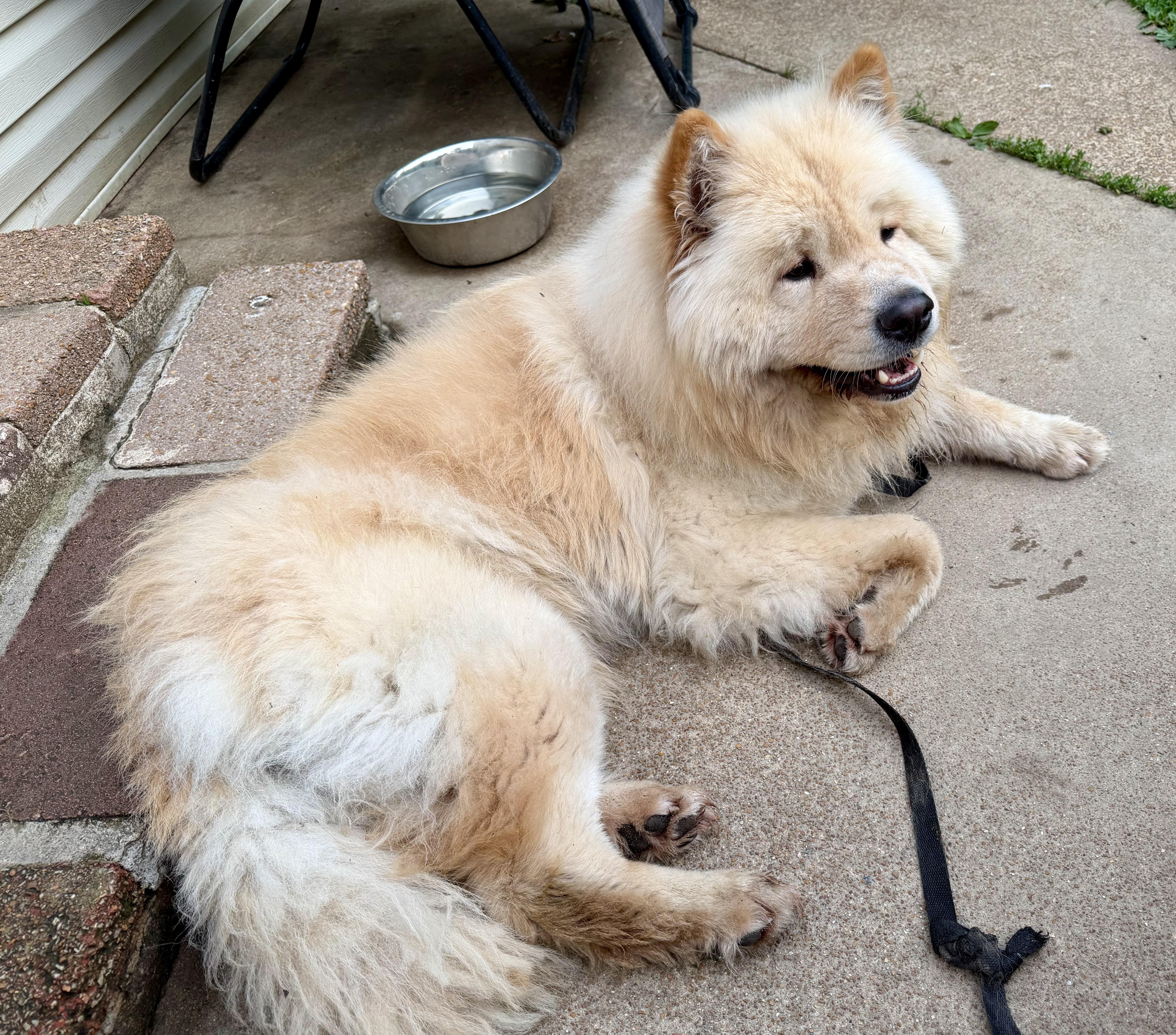 Gage, a ADOPTABLE Chow Chow in Saint Louis, MO image 1/6