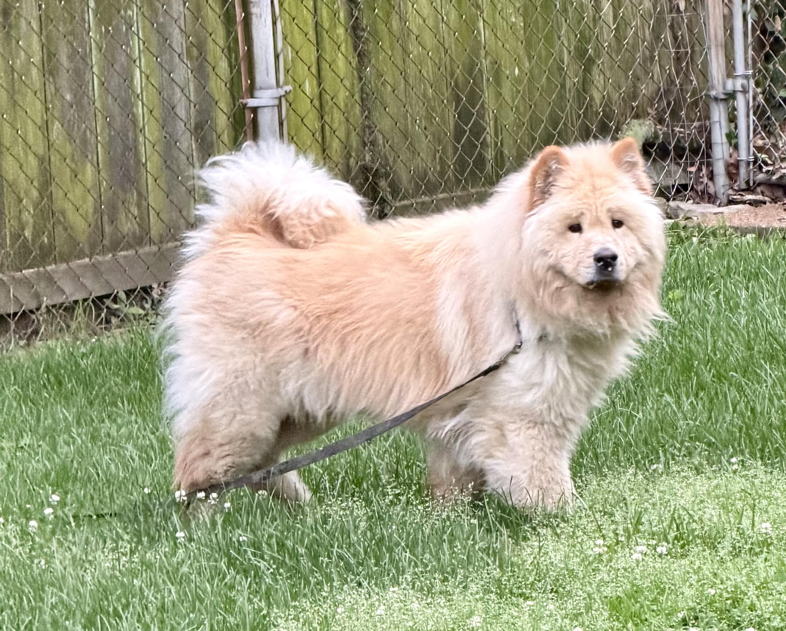 Gage, a ADOPTABLE Chow Chow in Saint Louis, MO image 5/6