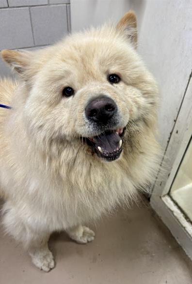 Gage, a ADOPTABLE Chow Chow in Saint Louis, MO image 2/6