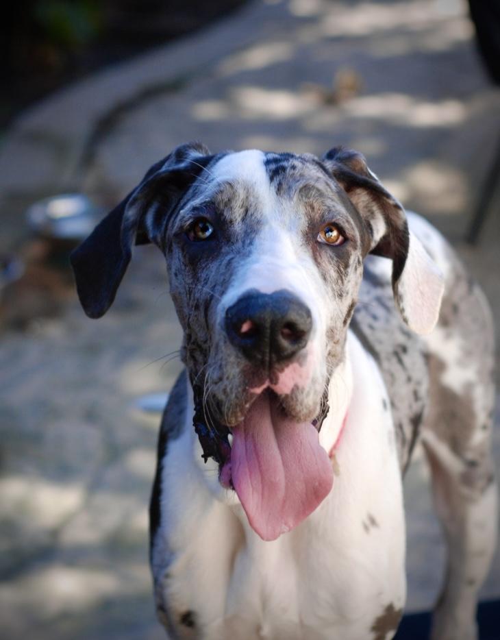 Willow, adopted, Puppy Female Great Dane.