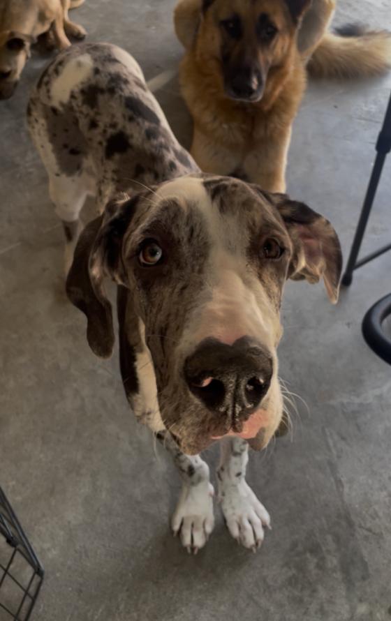 Enlarge Willow, an adopted Great Dane in Oakland, CA image 3/3