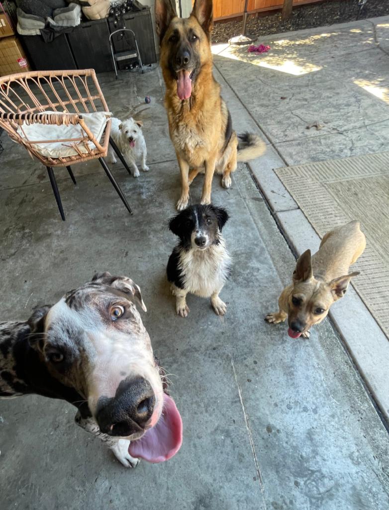 Enlarge Willow, an adopted Great Dane in Oakland, CA image 2/3