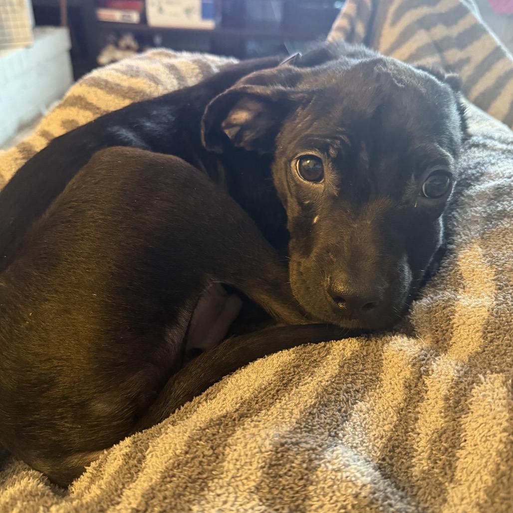 Jameson, a Adoptable Pit Bull Terrier in Northville, MI image 1/6