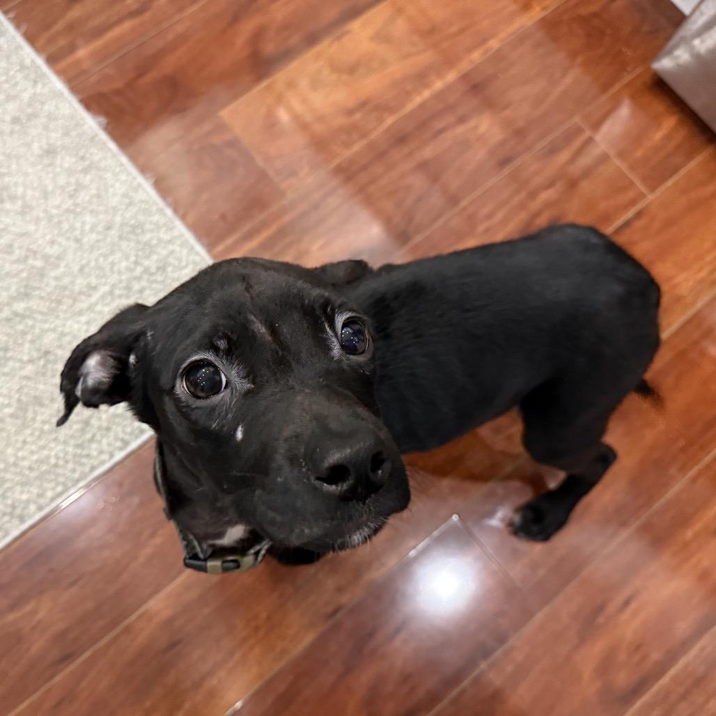 Jameson, a Adoptable Pit Bull Terrier in Northville, MI image 3/6