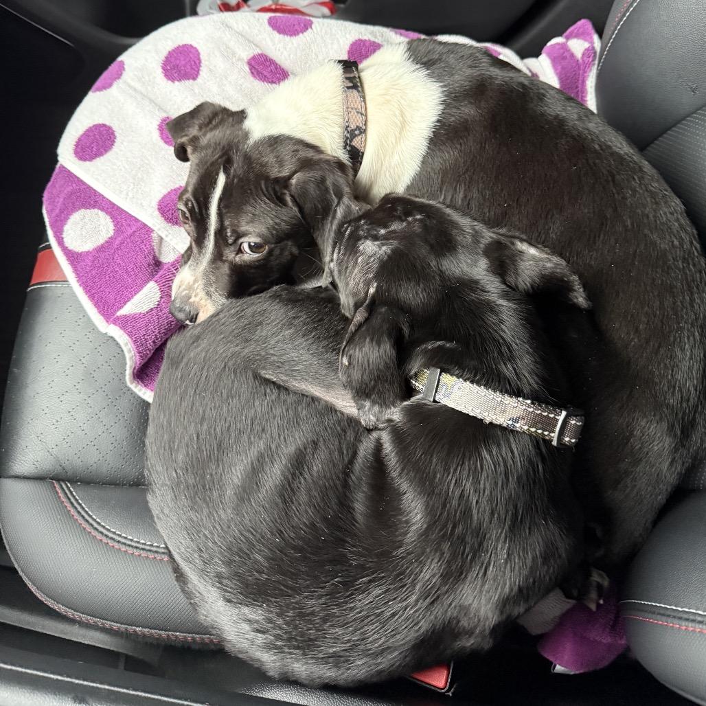 Jameson, a Adoptable Pit Bull Terrier in Northville, MI image 4/6