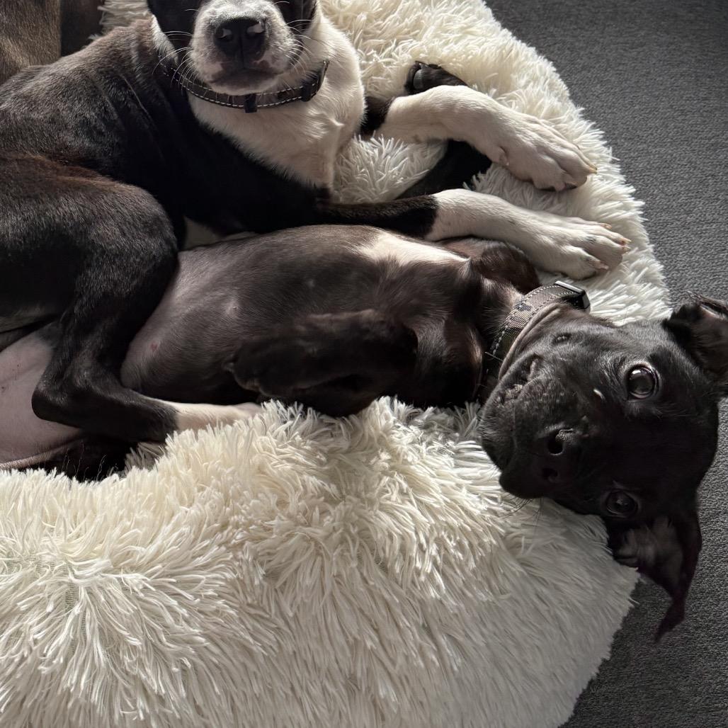 Jameson, a Adoptable Pit Bull Terrier in Northville, MI image 5/6