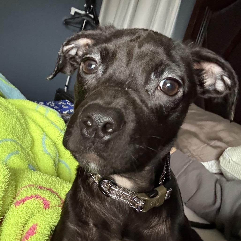 Jameson, a Adoptable Pit Bull Terrier in Northville, MI image 6/6