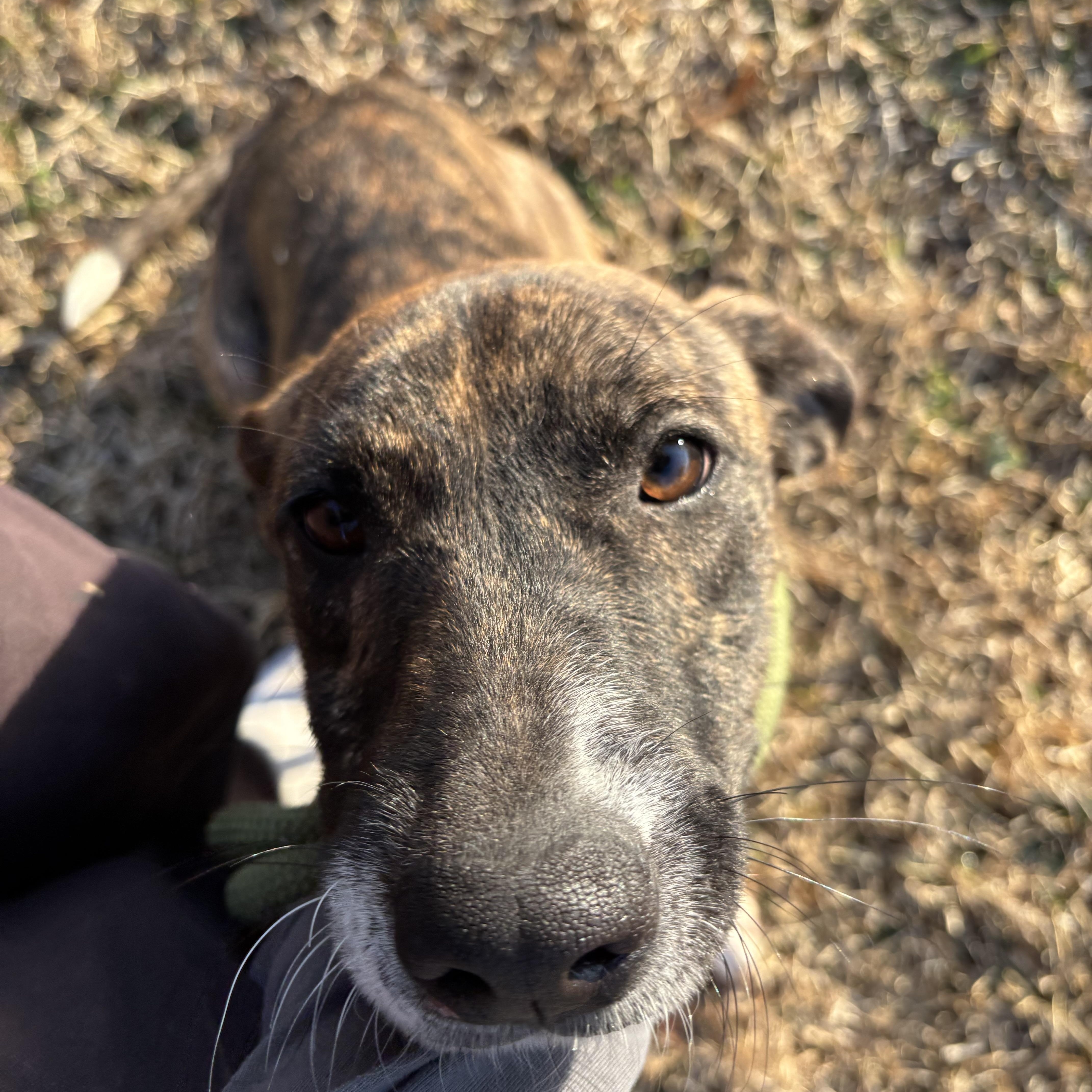 Enlarge Stella, an adopted mixed breed in Westminster, CO image 3/5