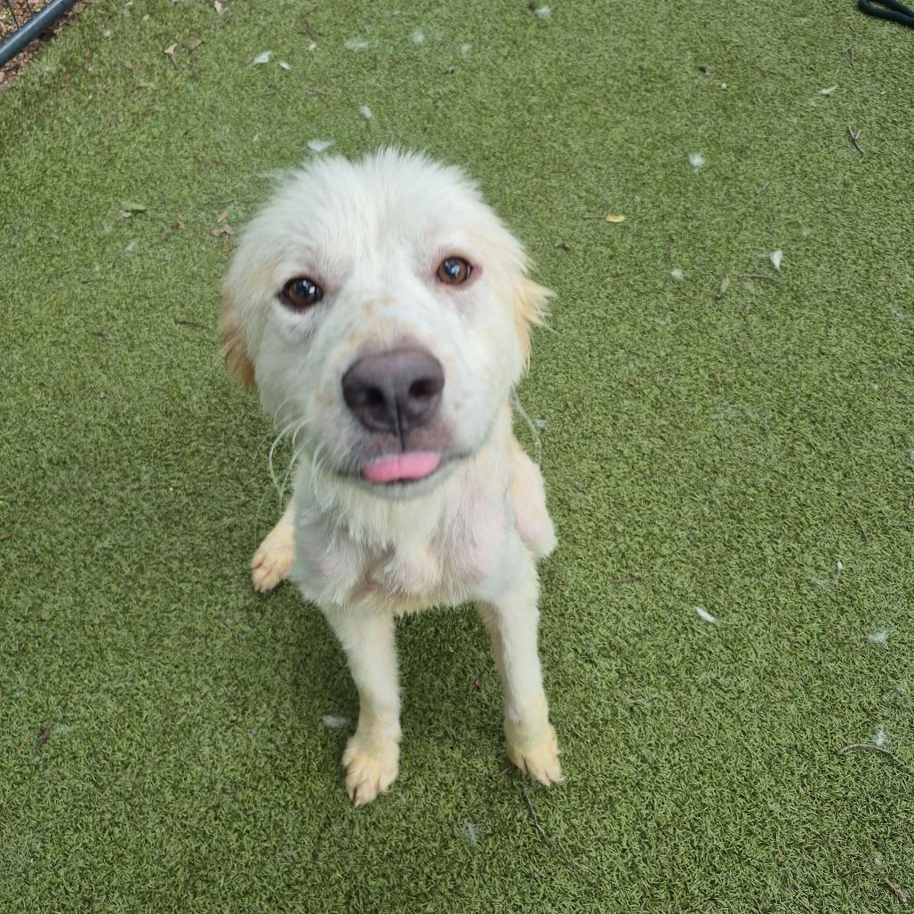 Cinderella, Adoptable, Senior Female Great Pyrenees.