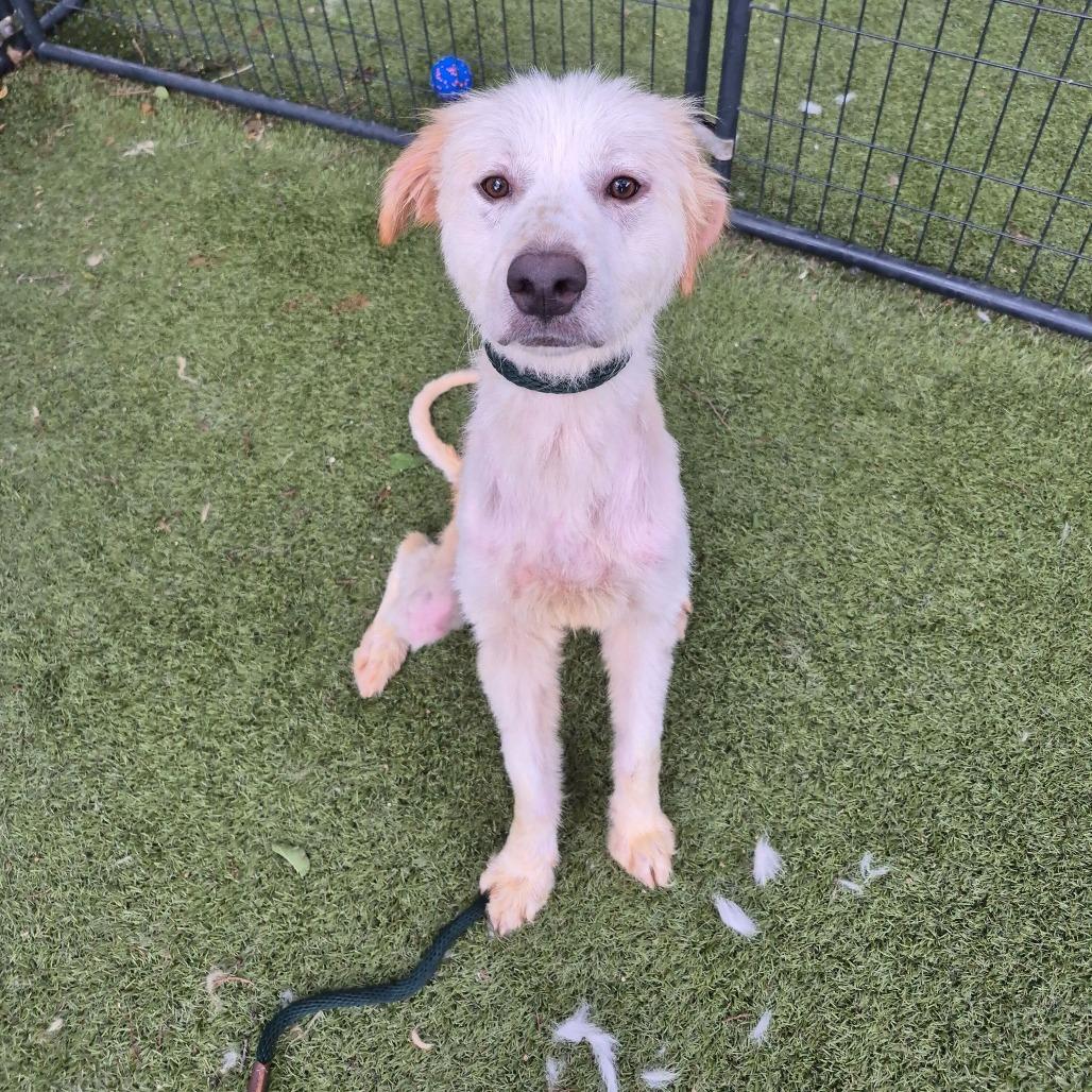 Cinderella, a Adoptable Great Pyrenees in Brooklyn, NY image 3/6