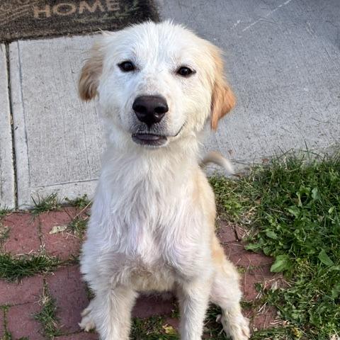 Cinderella, a Adoptable Great Pyrenees in Brooklyn, NY image 1/6