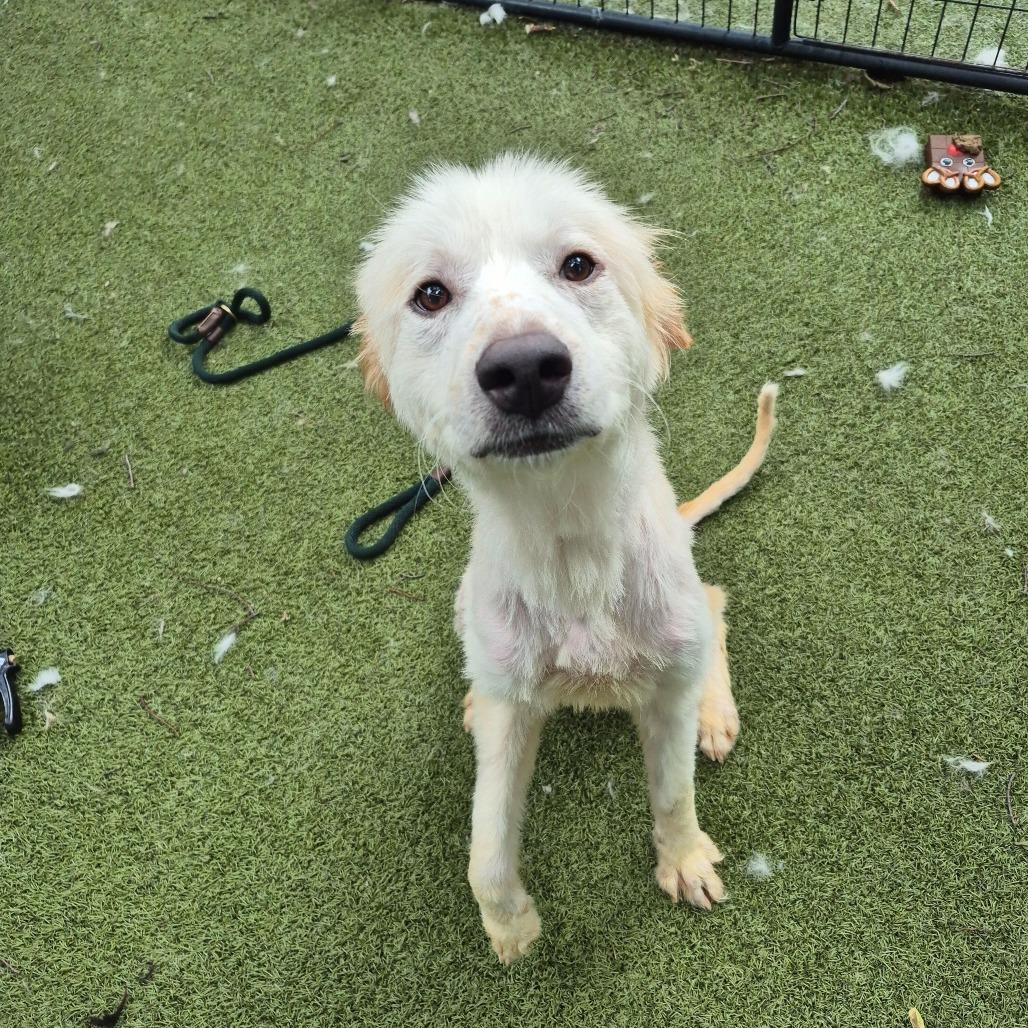 Cinderella, a Adoptable Great Pyrenees in Brooklyn, NY image 4/6