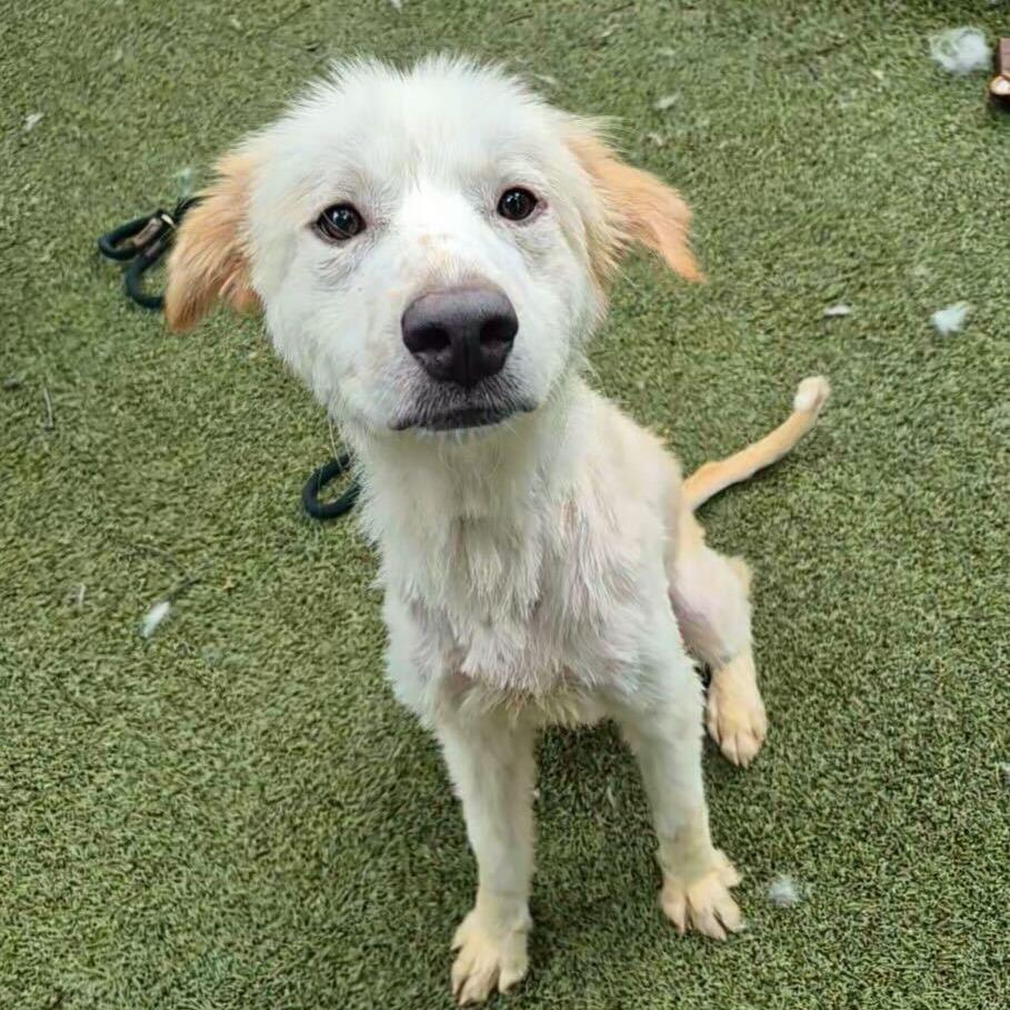 Cinderella, a Adoptable Great Pyrenees in Brooklyn, NY image 5/6