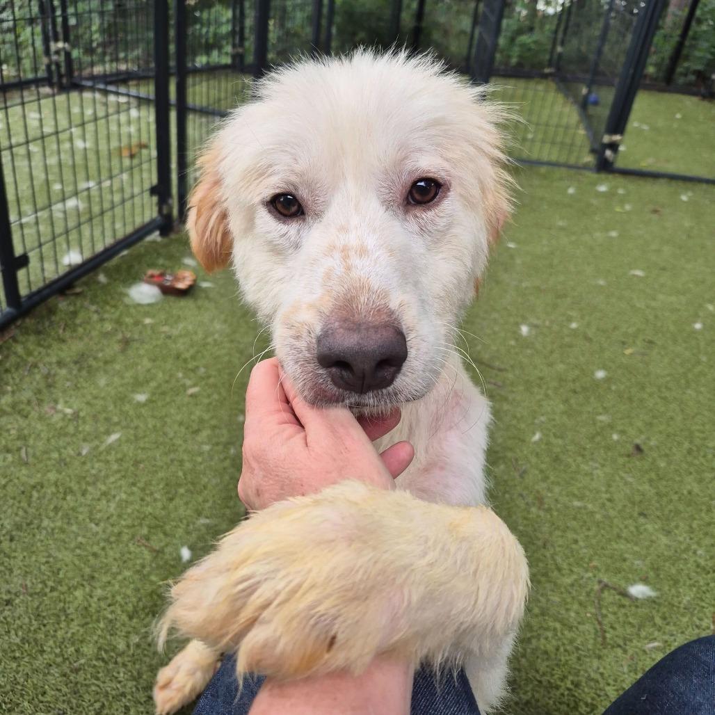 Cinderella, a Adoptable Great Pyrenees in Brooklyn, NY image 6/6