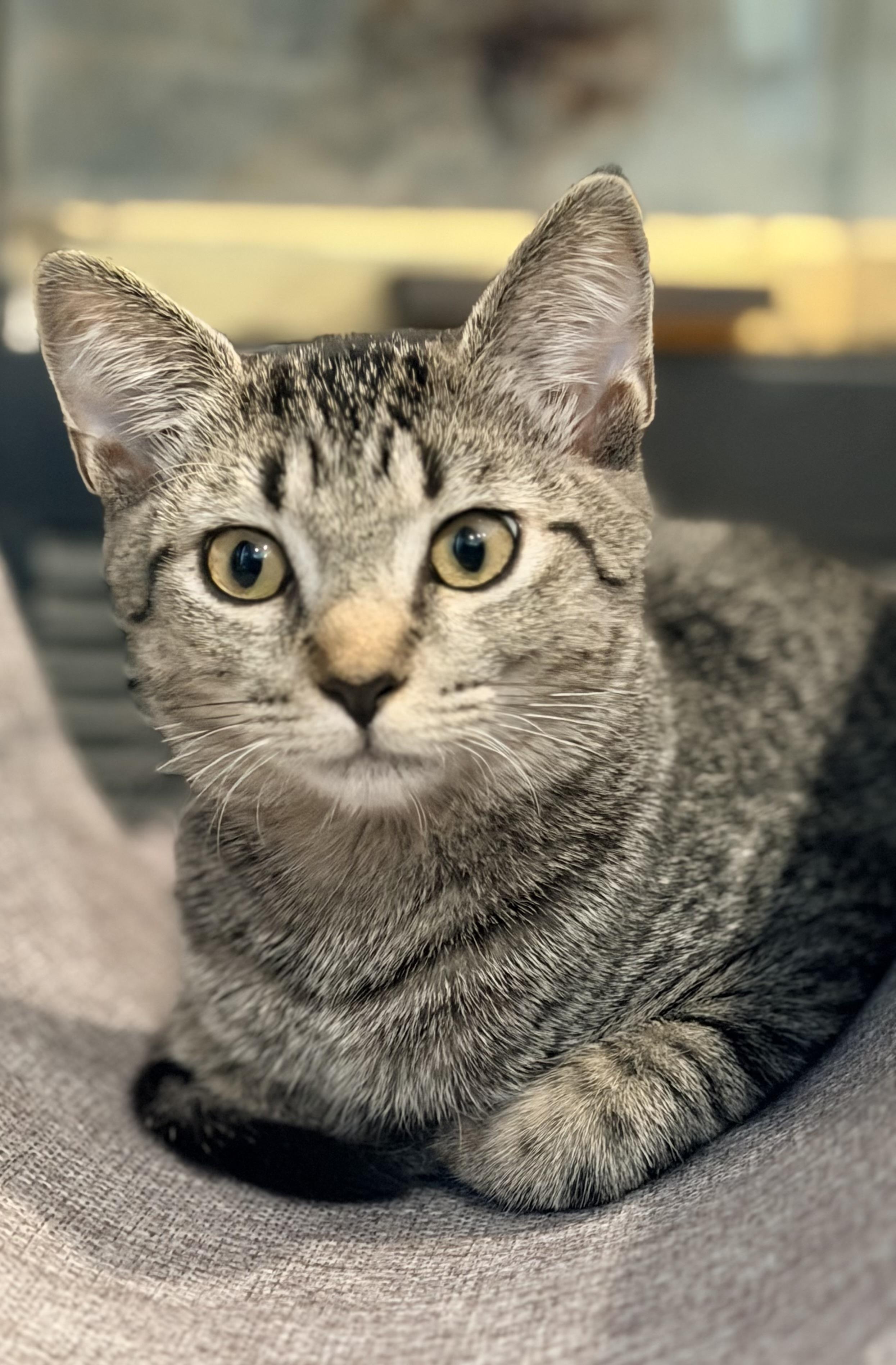 Pandora, Adoptable, Kitten Female Tabby.