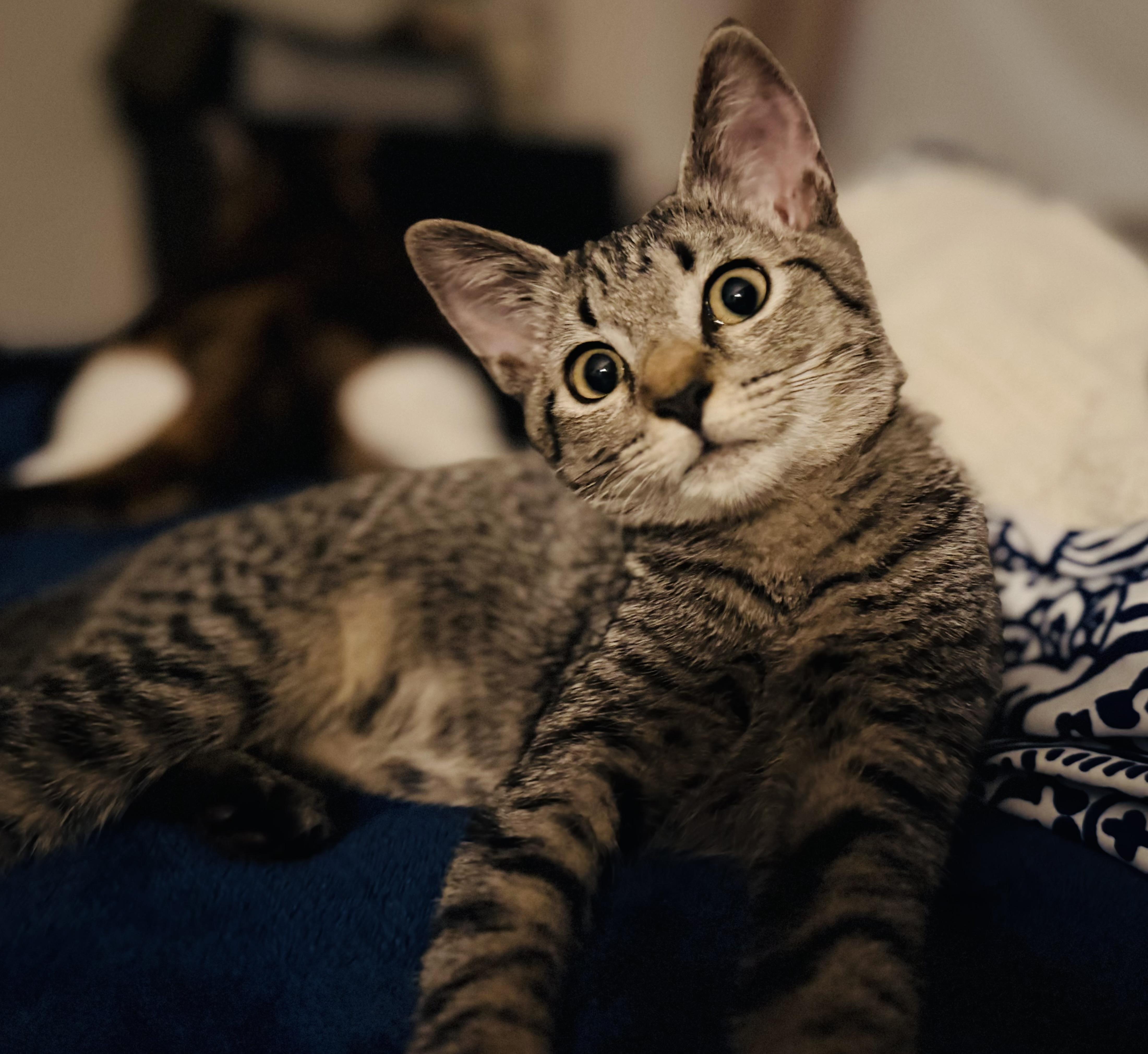Enlarge Pandora, a Adoptable Tabby in Oakley, CA image 2/3