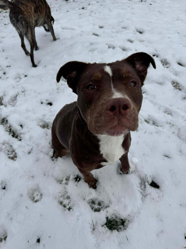 Enlarge Goldie, a Adoptable mixed breed in Lexington, KY image 2/6