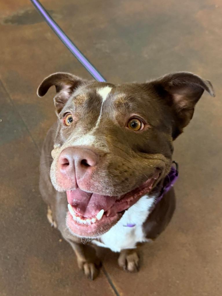 Enlarge Goldie, a Adoptable mixed breed in Lexington, KY image 3/6