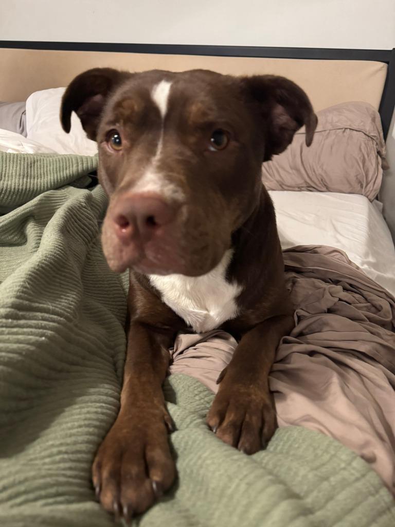 Enlarge Goldie, a Adoptable mixed breed in Lexington, KY image 4/6