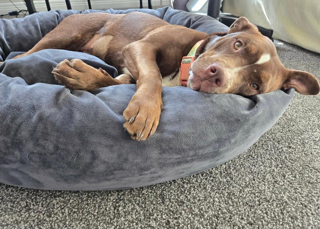 Enlarge Goldie, a Adoptable mixed breed in Lexington, KY image 5/6