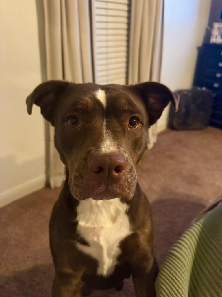 Enlarge Goldie, a Adoptable mixed breed in Lexington, KY image 6/6