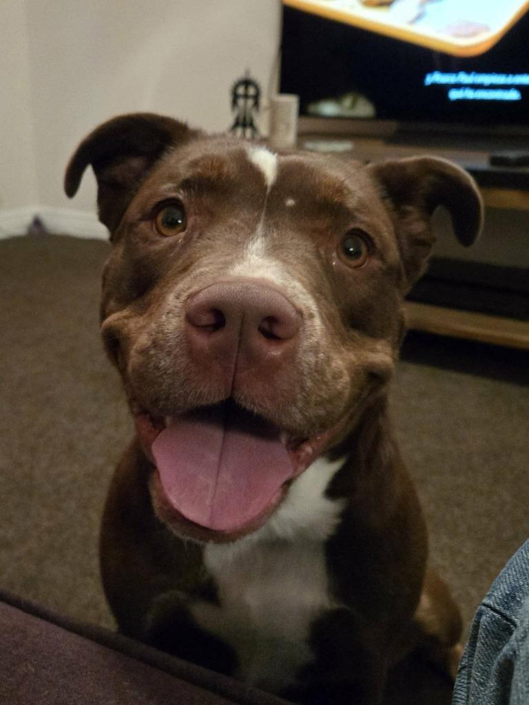 Goldie, Adoptable, Adult Female Pit Bull Terrier & Mixed Breed.