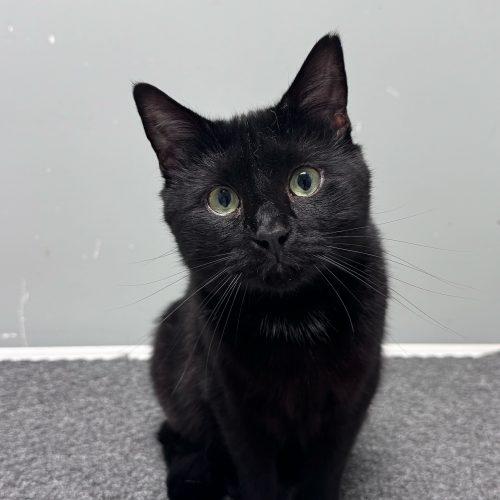 Enlarge Brian Boitano, a Adoptable Domestic Short Hair in Toms River, NJ image 1/5