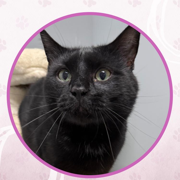 Brian Boitano, a Adoptable Domestic Short Hair in Toms River, NJ image 2/6