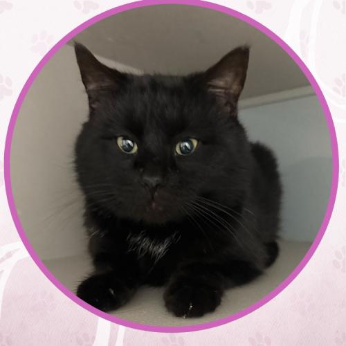 Brian Boitano, Adoptable, Adult Male Domestic Short Hair.