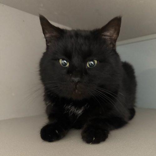 Enlarge Brian Boitano, a Adoptable Domestic Short Hair in Toms River, NJ image 2/6