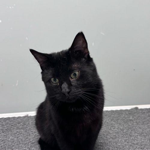 Enlarge Brian Boitano, a Adoptable Domestic Short Hair in Toms River, NJ image 2/5