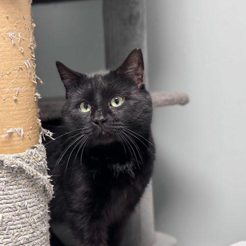 Brian Boitano, a Adoptable Domestic Short Hair in Toms River, NJ image 4/6