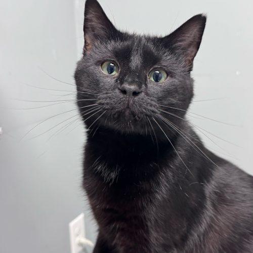 Enlarge Brian Boitano, a Adoptable Domestic Short Hair in Toms River, NJ image 3/5